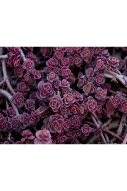 Очиток Ред Карпет - сукулент для альпійських гірок із соковитим червоним листям